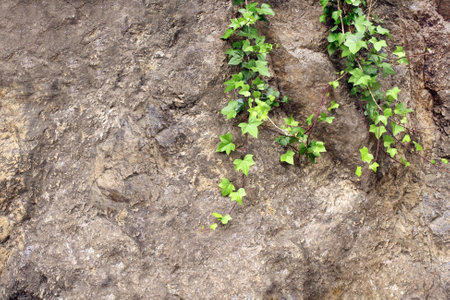 Old natural stone wall with green ivy. Horizontal nature background with ivy shoots on the stone. Copy space for textの写真素材