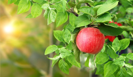 Horizontal banner with apple tree on morning sunny background. Ripe red apples hanging from a tree branch in an apple orchard. Apple hanging from a tree branch in organic farm. Copy space for textの写真素材