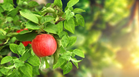 Horizontal banner with apple tree on sunny background. Ripe red apples hanging from a tree branch in an apple orchard. Apple hanging from a tree branch in organic farm. Copy space for textの写真素材