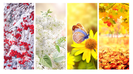 Four seasons of year. Set of vertical nature banners with winter, spring, summer and autumn scenes. Nature collage with seasonal scenics. Copy space for textの写真素材