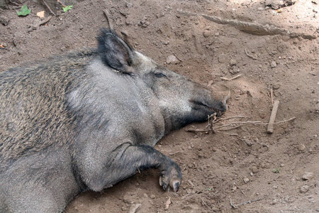 A wild boar (Sus scrofa) sleeps on the sand. Close up photo of cute sleeping female boarの写真素材