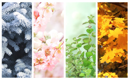 Four seasons of year. Set of vertical nature banners with winter, spring, summer and autumn scenes. Nature collage with seasonal scenics. Copy space for textの写真素材
