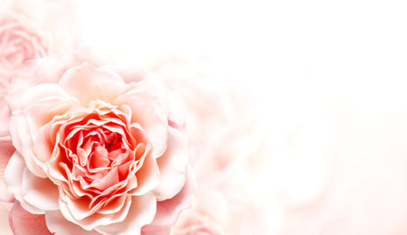 Horizontal banner with rose of pink color on blurred background. Copy space for text. Mock up template. Can be used for wallpaper, wedding card, web page backdropの写真素材