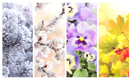 Set of vertical nature banners with winter, spring, summer and autumn scenes. Nature collage with seasonal scenics. Copy space for textの写真素材