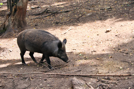A wild boar (Sus scrofa) walking in forest. A cute female wild boar in the wildの写真素材