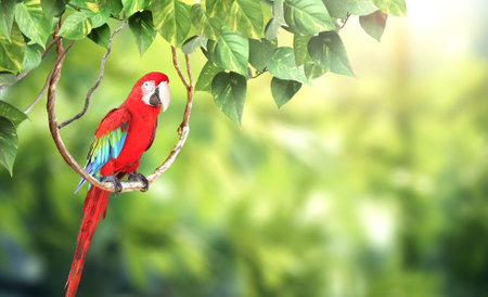 Horizontal nature background with Ara parrot (Ara macao) sits on a liane among tropical leaves. Sunny blurred backdrop with Scarlet Macaw. Copy space for textの写真素材