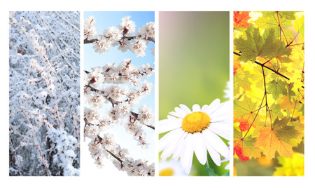 Four seasons of year. Set of vertical nature banners with winter, spring, summer and autumn scenes. Nature collage with seasonal scenics. Copy space for textの写真素材