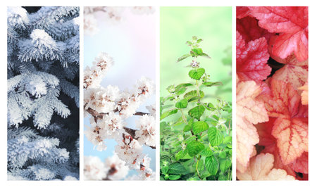 Four seasons of year. Set of vertical nature banners with winter, spring, summer and autumn scenes. Nature collage with seasonal scenics. Copy space for textの写真素材