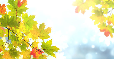 Calm fall season. Maple tree leaves on sunny beautiful nature autumn background. Horizontal autumn banner with  Maple leaf of red, green and yellow color. Copy space for textの写真素材