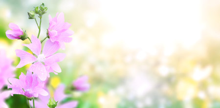 Flowers on sunny beautiful nature spring background. Summer scene with flower of lilac color and green grass. Horizontal spring banner. Copy space for textの写真素材
