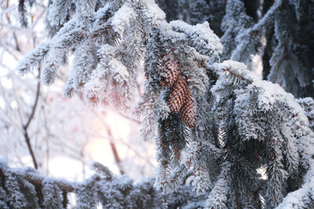 Horizontal Christmas background with branch of pine with pinecones covered with frost. Holiday xmas banner with frozen branches of fir tree. Photo toned in blue colorの写真素材