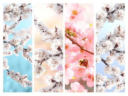 Set of vertical banner with sakura flowers of white and pink colors. Collection of beautiful nature spring background with a branch of blooming sakura. Hanami time in Japan. Copy space for textの写真素材