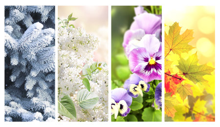 Four seasons of year. Set of vertical nature banners with winter, spring, summer and autumn scenes. Nature collage with seasonal scenics. Copy space for textの写真素材