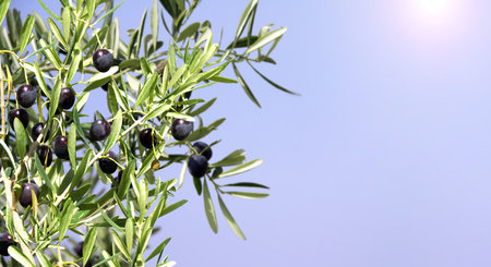 Horizontal banner with ripe black olives on olive tree. Olive branch close up on blue sky  background. Mock up template. Copy space for textの写真素材