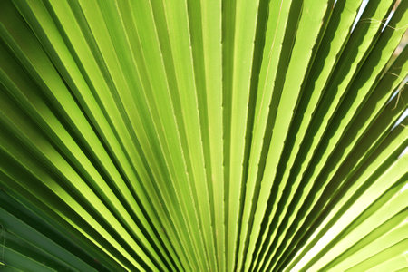 Horizontal or vertical Green Palm leaf background. Close up Palm Leaf texture. Summer tropical backdropの写真素材