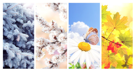 Four seasons of year. Set of vertical nature banners with winter, spring, summer and autumn scenes. Nature collage with seasonal scenics. Copy space for textの写真素材