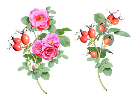 Branch of Dog rose with red flowers and berries. Sprig of  Rose hip (Eglantine, Briar, Brier). Isolated on white backgroundの写真素材