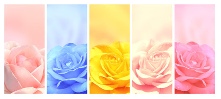 Romantic blurred vertical background with rose flower. Set of banners with roses of different colors. Copy space for text. Mock up template. Can be used for wallpaper, wedding card, web page bannerの写真素材