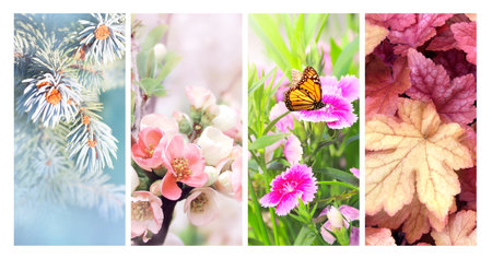 Four seasons of year. Set of vertical nature banners with winter, spring, summer and autumn scenes. Nature collage with seasonal scenics. Copy space for textの写真素材