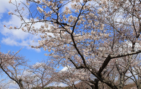 Branch of the blossoming sakura with white flowers. Japanese hanami festival - time when people enjoy sakura blossom. Cherry blossoming season in Japanの写真素材