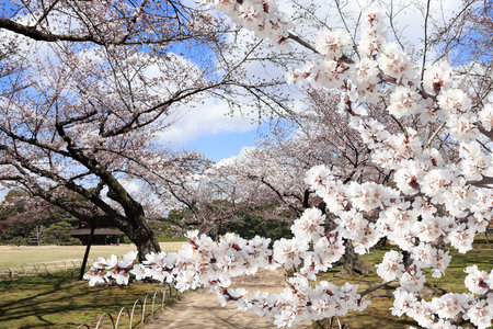 Blooming sakura trees in Koishikawa Korakuen garden, Okayama, Japan. Japanese hanami festival - time when people enjoy sakura blossom. Cherry blossoming season in Japanの写真素材