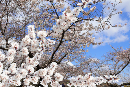 Branch of the blossoming sakura with white flowers. Japanese hanami festival - time when people enjoy sakura blossom. Cherry blossoming season in Japanの写真素材