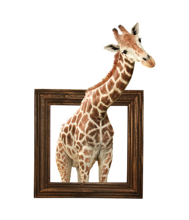 Cute curiosity giraffe. The giraffe looks interested. African animal stares interestedly inside picture frame. Giraffe in wooden frame with 3d effect. Isolated on white backgroundの写真素材