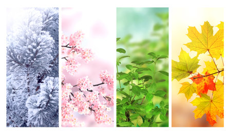 Four seasons of year. Set of vertical nature banners with winter, spring, summer and autumn scenes. Nature collage with seasonal scenics. Copy space for textの写真素材