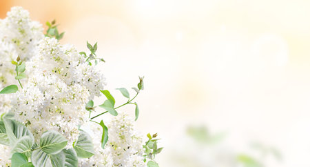 Branch of Lilac on sunny beautiful nature spring background. Summer scene with twig of Common Lilac (Syringa vulgaris) and flowers of white color. Horizontal spring banner with flowers. Copy space for textの写真素材