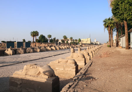 Famous landmark Avenue of Sphinxes in Luxor, Egypt, North Africa. Sphinx Avenue at entrance to the Temple of Luxor in the light of sunsetの写真素材