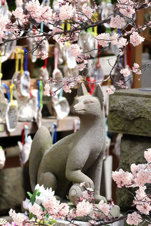 Ancient stone statue of fox and pink sakura flowers, Kakigara inari, Hasedera temple, Kamakura. Spring time in Japan. Sakura blossom season. Japanese hanami festival. Cherry blooming season in Asiaの写真素材