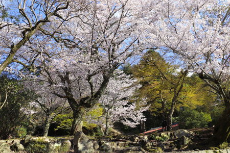 Sakura blossom trees, sacred Miyajima island, Japan. Spring flowering sakura season. Japanese hanami festival - time when people enjoy sakura blossom. Cherry blossoming season in Japanの写真素材