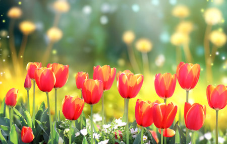 Horizontal banner with blossoming lotus flower on sunny nature spring background. Summer scene with lily flower in rays of sunlight. Close-up or macro. A picturesque colorful photo with a soft focusの写真素材