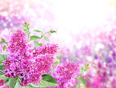 Branch of Lilac on sunny beautiful nature spring background. Summer scene with twig of Common Lilac (Syringa vulgaris) and flowers of purple color. Horizontal spring banner with flowers. Copy space for textの写真素材