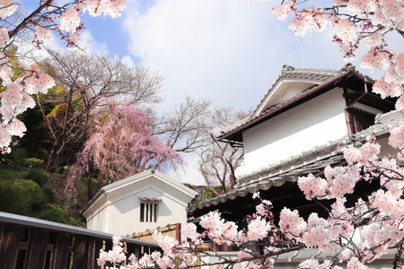 Old houses and sakura flowers, Kurashiki city, Japan. Traditional japanese hanami festival. Spring cherry blooming season in Asiaの写真素材