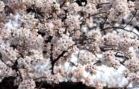 Horizontal banner with sakura flowers of white color on sunny backdrop. Beautiful nature spring background with a branch of blooming sakura. Sakura blossoming season in Japanの写真素材