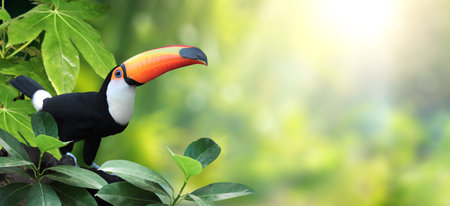 Horizontal banner with beautiful colorful toucan bird (Ramphastidae) on a branch in a rainforest. Toucan bird and leaves of tropical plants on sunny  background. Copy space for textの写真素材