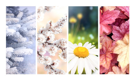 Four seasons of year. Set of vertical nature banners with winter, spring, summer and autumn scenes. Nature collage with seasonal scenics. Copy space for textの写真素材