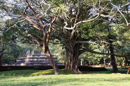 Giant tree in park and ruins of the palace of Nissankamalla (ancient Sinhalese parliament), Polonnaruwa, Sri Lankaの写真素材
