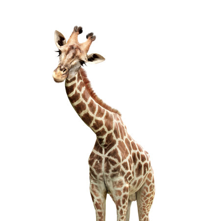 Cute curiosity giraffe. The giraffe looks interested. Animal stares interestedly. Isolated on white backgroundの写真素材