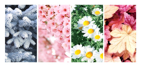 Four seasons of year. Set of vertical nature banners with winter, spring, summer and autumn scenes. Nature collage with seasonal scenics. Copy space for textの写真素材