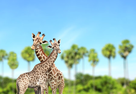 Two cute curiosity giraffes on summer landscape background. Couple of giraffe looks interested. Animal stares interestedly. Beautiful scenic with pair of giraffe, palm trees and blue skyの写真素材