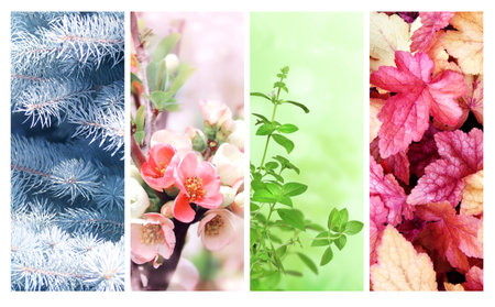 Four seasons of year. Set of vertical nature banners with winter, spring, summer and autumn scenes. Nature collage with seasonal scenics. Copy space for textの写真素材