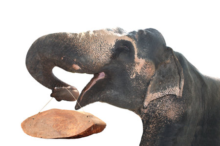 Elephant holding a wooden plaque in its trunk. Close-up  cute elephant (Elephas maximus) with wood signboard. Isolated on white background. Copy space for textの写真素材