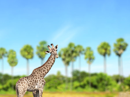 Cute curiosity giraffe on summer landscape background. The giraffe looks interested. Animal stares interestedly. Beautiful scenic with giraffe, palm trees and blue skyの写真素材