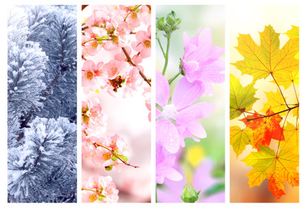 Four seasons of year. Set of vertical nature banners with winter, spring, summer and autumn scenes. Nature collage with seasonal scenics. Copy space for textの写真素材