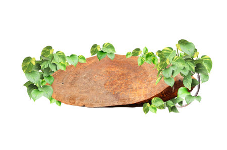 Vintage wooden board with liana branches and tropical leaves. Exotical background with wood plank, jungle plants and copy space for text. Isolated on white background. Mock up templateの写真素材