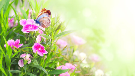 Spring sunny background with pink carnation (Dianthus caryophyllus) flowers and butterfly. Horizontal backdrop with butterfly on clove pink flower, green leaves. Copy space for text. Mock up templateの写真素材