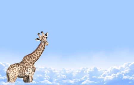 Cute curiosity giraffe on sky landscape background. The giraffe looks interested. Animal stares interestedly. Beautiful scenic with giraffe in the clouds. Copy space for textの写真素材