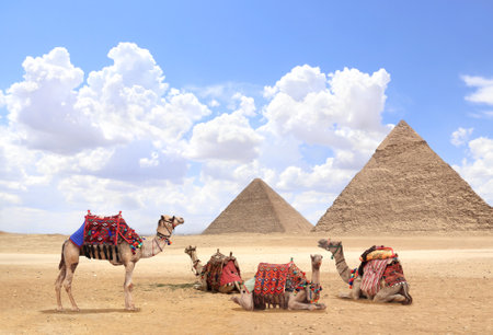 Camels in a colorful horse-clothes resting on the sand near to pyramids, Giza, Cairo, Egypt. Famous Great Pyramids of Chephren and Cheops, Giza pyramid complex (Giza Necropolis)の写真素材
